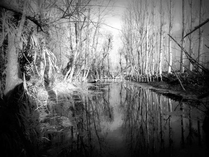 Peacewatchkashmirimage (1).jpg